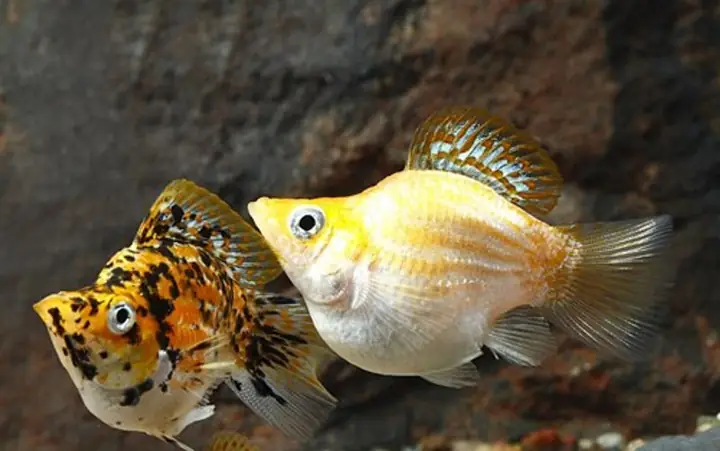 Cá Bình Tích Đẹp