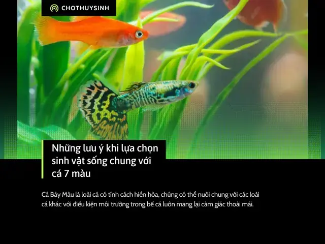 Cá Bình Tích Nuôi Chung Với Cá 7 Màu Cá Bình Tích Nuôi Chung Với Cá 7 Màu