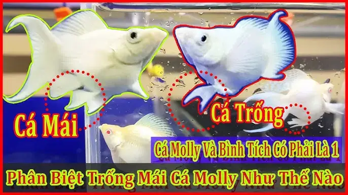 Cá Bình Tích Trống Cá Bình Tích Trống