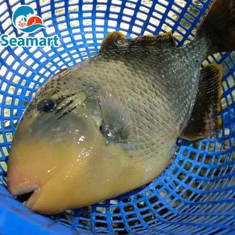 Cá Bò Bọc Thép
