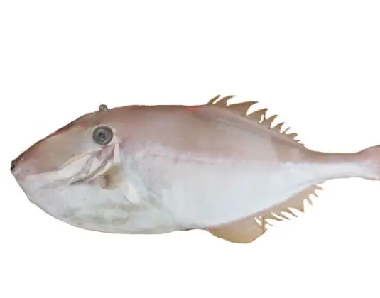 Cá Bò Da Tiếng Anh