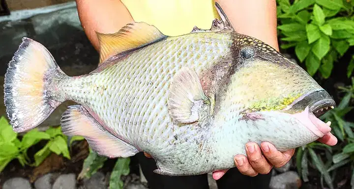 Cá Bò Giáp Côn Đảo