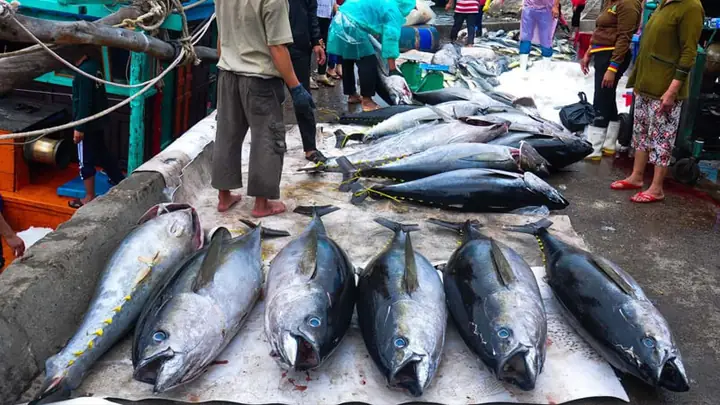 Cá Bò Gù Phú Yên
