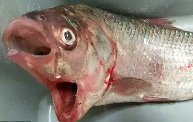 Cá Bộ Hành 3 Vây