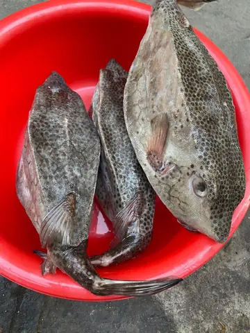 Cá Bò Hòm Biển Cá Bò Hòm Biển