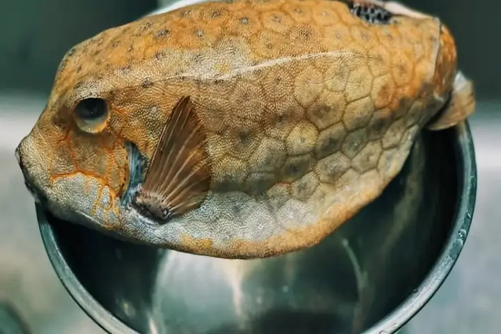 Cá Bò Hòm Là Cá Gì