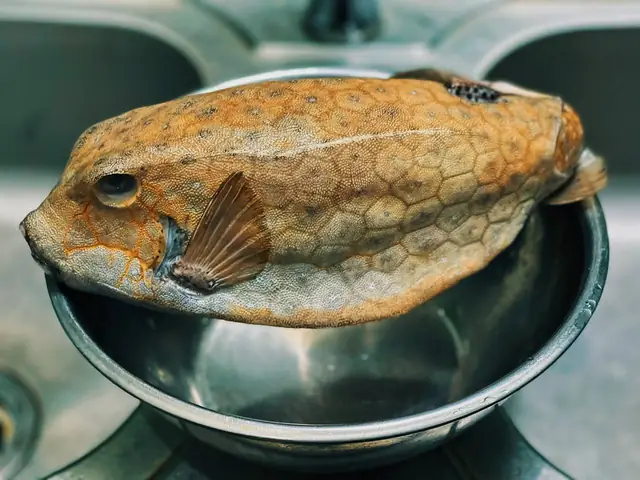 Cá Bò Hòm Tiếng Anh Là Gì Cá Bò Hòm Tiếng Anh Là Gì