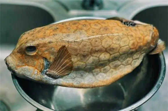 Cá Bò Nước Mặn