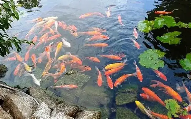 Cá Bơi Trong Nước