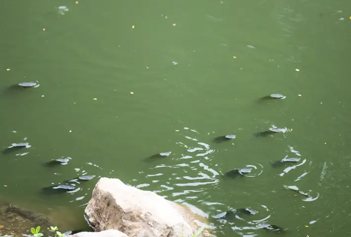 Cá Bơi Tung Tăng Cá Bơi Tung Tăng