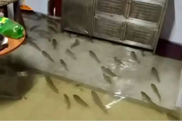 Cá Bơi Vào Nhà Cá Bơi Vào Nhà