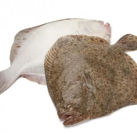 Cá Bơn Châu Âu Cá Bơn Châu Âu