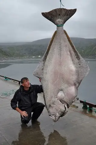 Cá Bơn Lưỡi Ngựa