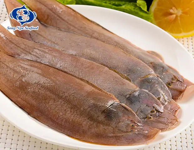 Cá Bơn Thông Thường