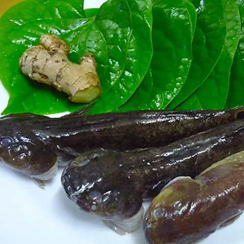 Cá Bống Bớp Biển