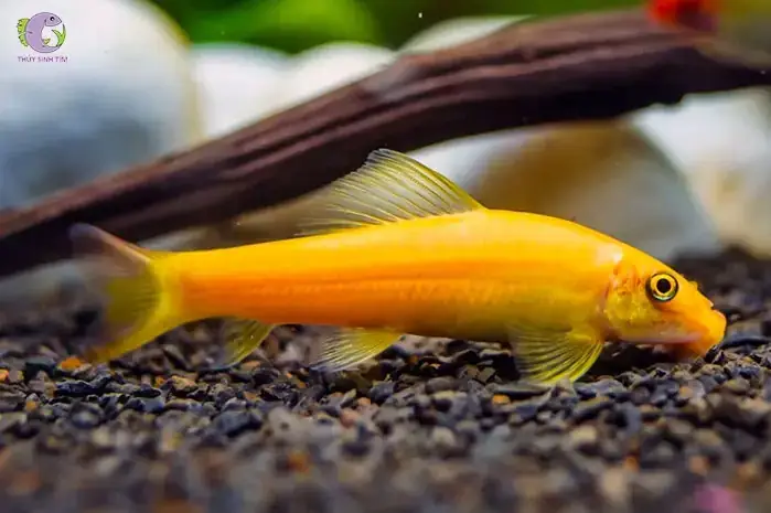 Cá Bống Dọn Bể Ăn Gì