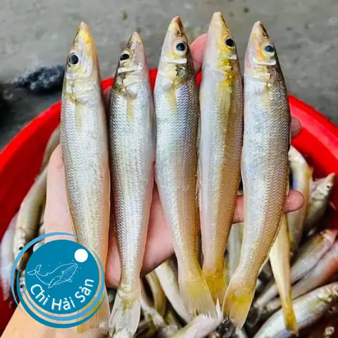 Cá Bống Đục Biển