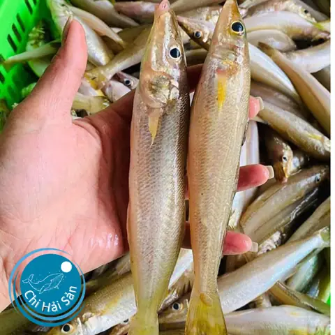 Cá Bống Đục Sống Ở Đâu