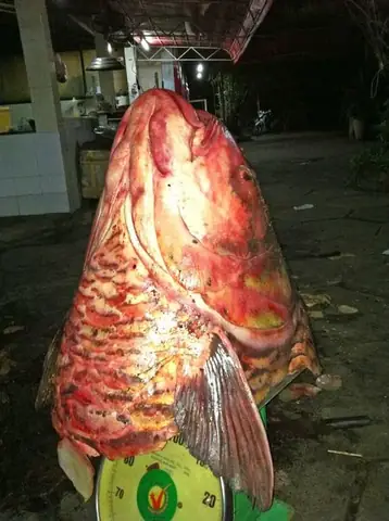 Cá Bông Gấm Khổng Lồ