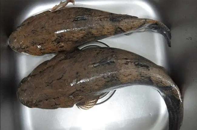 Cá Bống Khổng Lồ