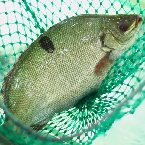 Cá Bống Mú Nước Ngọt