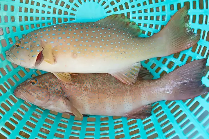 Cá Bống Mú Sao
