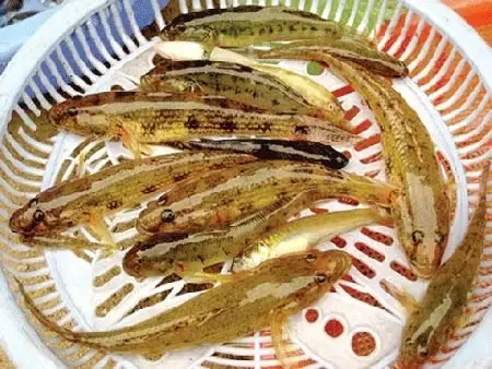 Cá Bống Nước Lợ
