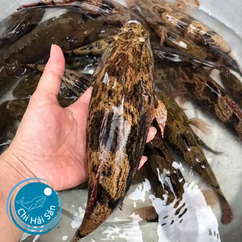 Cá Bống Ở Đâu