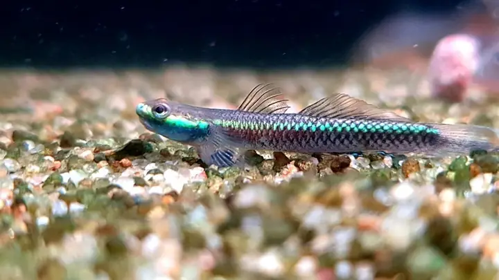 Cá Bống Rồng Blue Neon