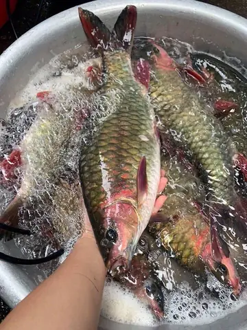 Cá Bỗng Sông Lô