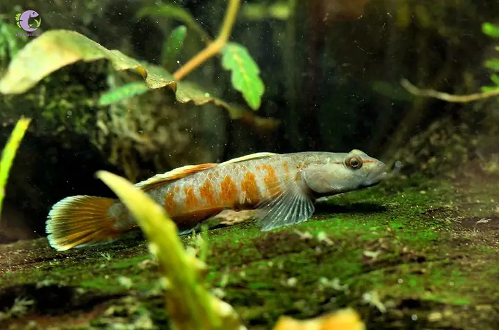 Cá Bống Thủy Sinh