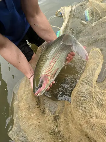 Cá Bỗng Tuyên Quang
