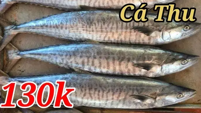 Cá Bớp Và Cá Thu