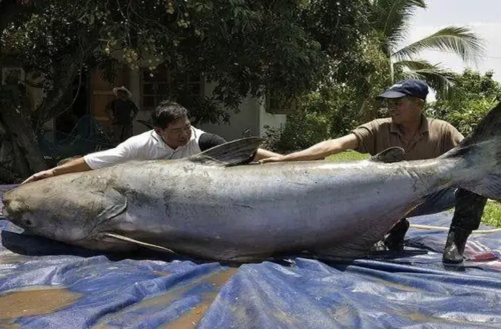 Cá Bức Sông Mekong