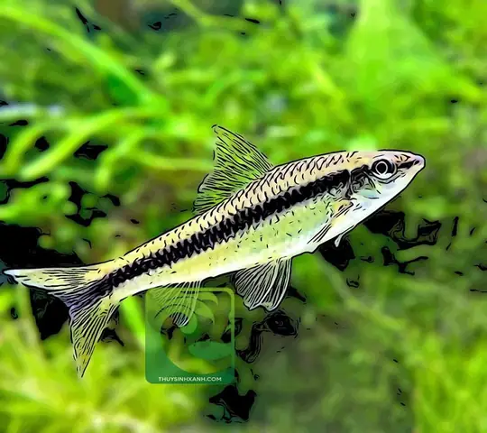 Cá Bút Chì Ăn Gì