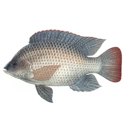 Cá Cá Rô Phi