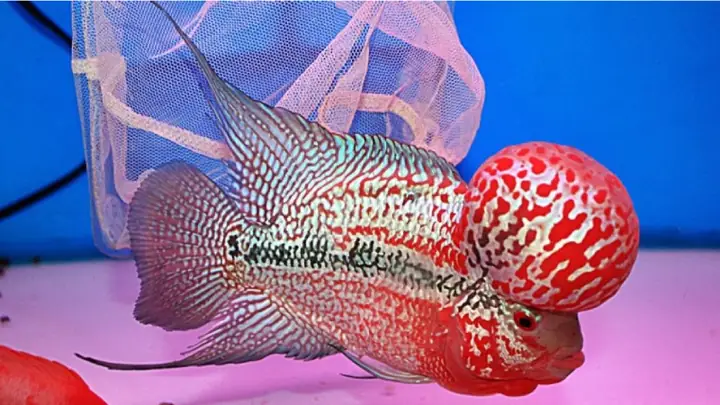 Cá Cảnh Ăn Tạp