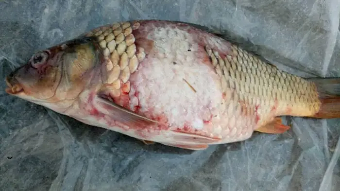 Cá Cảnh Bị Lở Loét