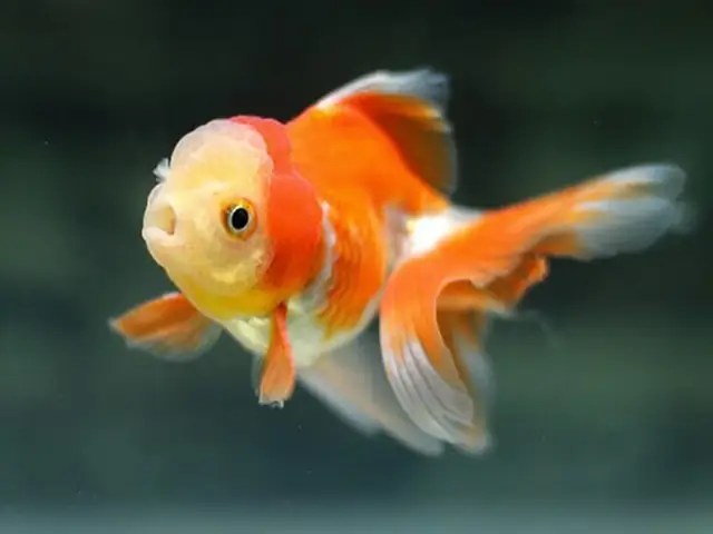 Cá Cảnh Bị Mất Mắt
