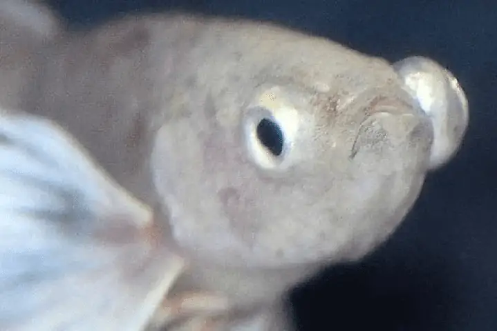 Cá Cảnh Bị Nổ Mắt