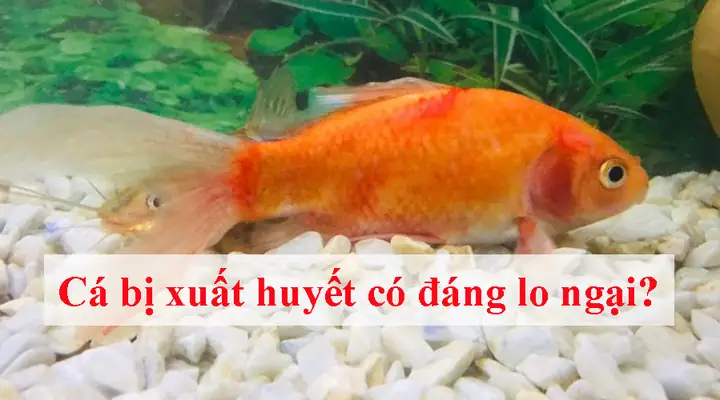 Cá Cảnh Bị Xuất Huyết Cá Cảnh Bị Xuất Huyết