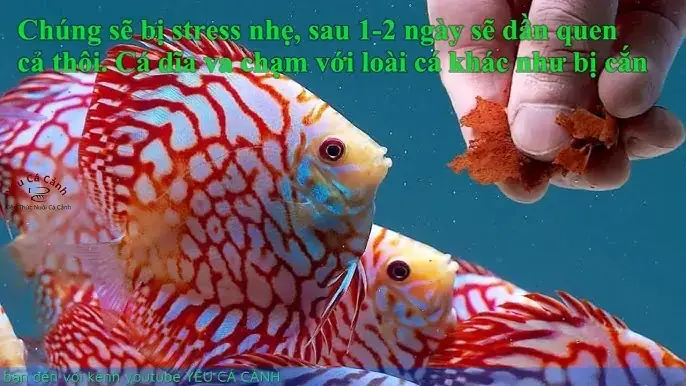Cá Cảnh Bỏ Ăn
