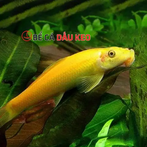 Cá Cảnh Bống Vàng