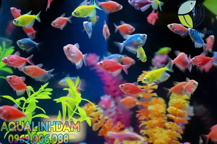 Cá Cánh Buồm Màu Cá Cánh Buồm Màu