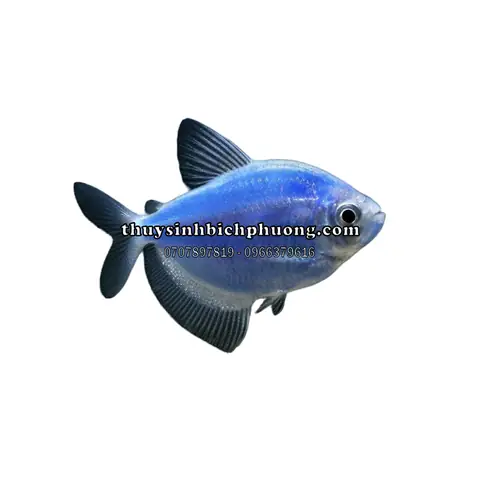 Cá Cánh Buồm Xanh