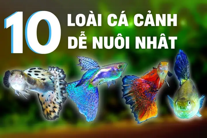 Cá Cảnh Cá Cảnh