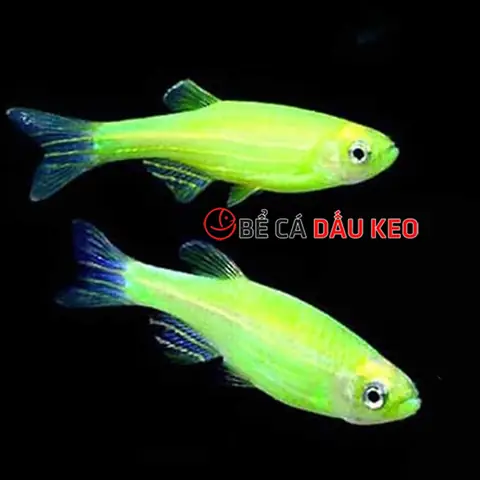 Cá Cảnh Dạ Quang