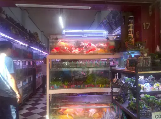 Cá Cảnh Dã Tượng Cá Cảnh Dã Tượng
