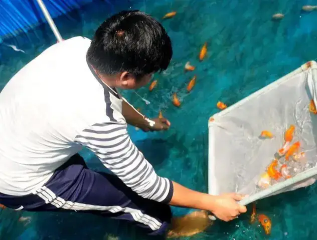 Cá Cảnh Đại Toàn Tây Ninh Cá Cảnh Đại Toàn Tây Ninh