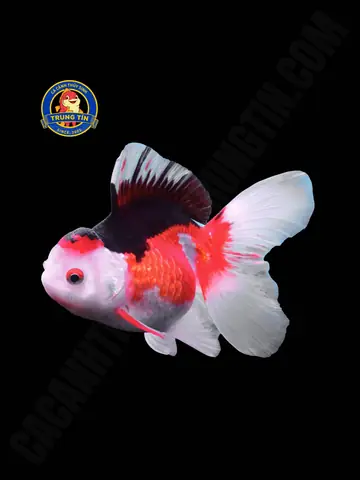 Cá Cảnh Đuôi Đẹp Cá Cảnh Đuôi Đẹp